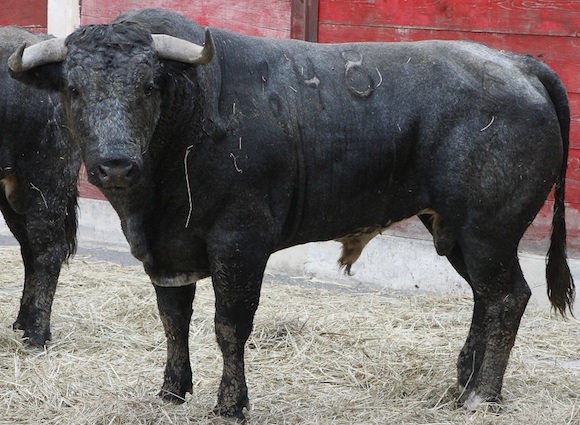Conozca la reseña de los toros de Begoña para la Monumental de Monterrey Conozca la reseña de los toros de Begoña para la Monumental de Monterrey